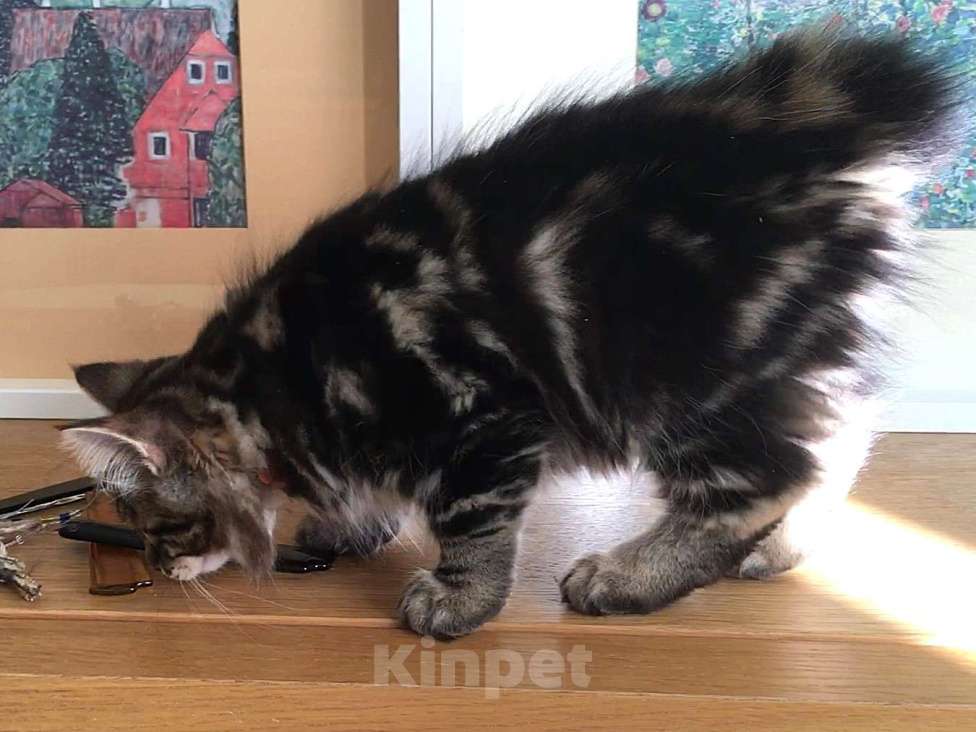 Кошки в Москве: Hunter SPAWN POINT Мальчик, 60 000 руб. - фото 3