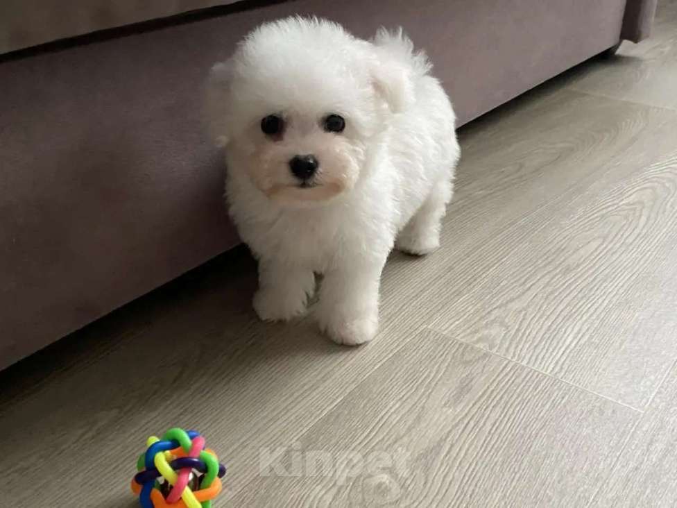 Собаки в Москве: Мальчишка Бишон Мальчик, 40 000 руб. - фото 1