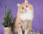 Кошки в Москве: Пушистый рыжий кот Ханни в добрые руки Мальчик, 1 руб. - фото 3