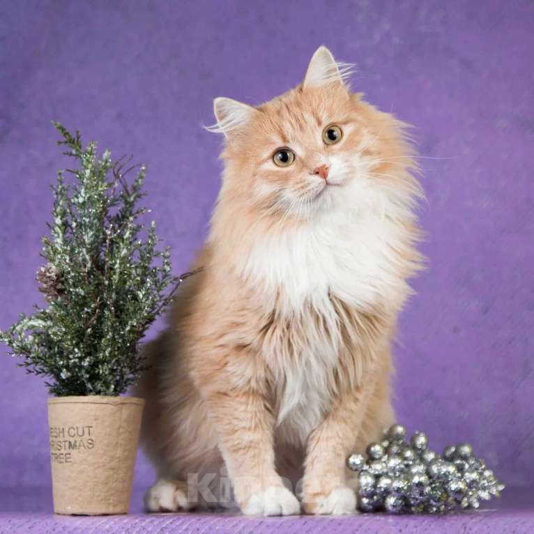 Кошки в Москве: Пушистый рыжий кот Ханни в добрые руки Мальчик, 1 руб. - фото 3