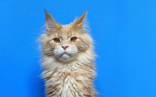 Котёнок Мейн-Кун Мальчик