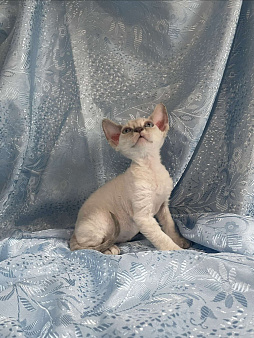 Котенок Девон Рекс мальчик с голубыми глазами