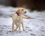 Собаки в Москве: Палевый щенок лабрадора  Девочка, 60 000 руб. - фото 4