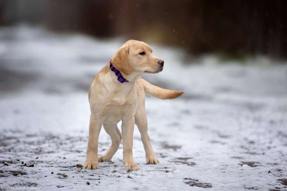 Собаки в Москве: Палевый щенок лабрадора  Девочка, 60 000 руб. - фото 4