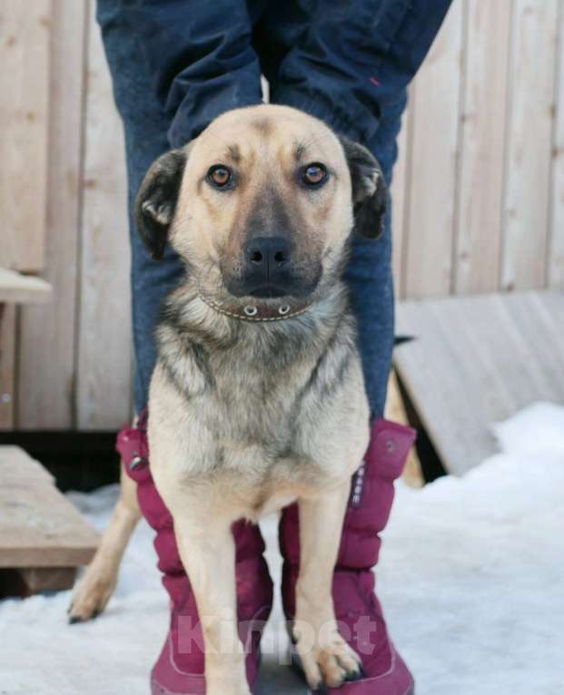 Собаки в Санкт-Петербурге: Семейный пёс небольшого размера Мальчик, Бесплатно - фото 7
