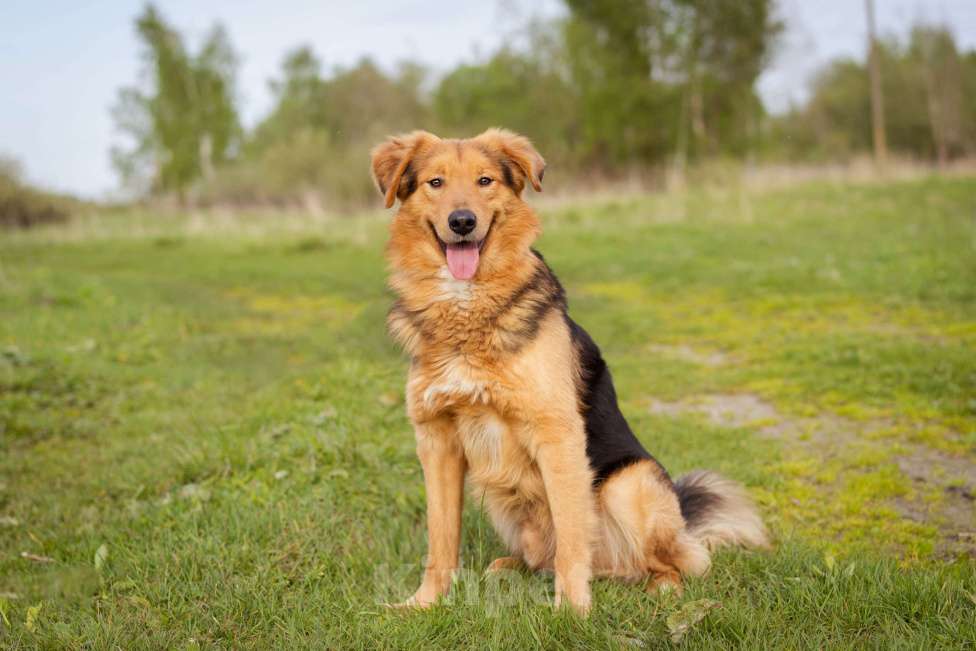 Собаки в Москве: Молодой, уравновешенный мальчик с золотым характером Мальчик, Бесплатно - фото 8