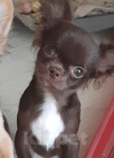 Собаки в Москве: мальчик шоколадного окраса Мальчик, 25 000 руб. - фото 2