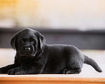 Собаки в Москве: Щенок лабрадора,девочка мальчик чёрный РКФ Мальчик, 50 000 руб. - фото 2
