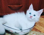 Кошки в Ипатово: Котята Мейн Кун, 20 000 руб. - фото 1