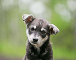 Собаки в Москве: Щенки метисы лабрадора в дар, Бесплатно - фото 10