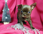 Собаки в Москве: Шоколадные щенки чихуа Девочка, 30 000 руб. - фото 3