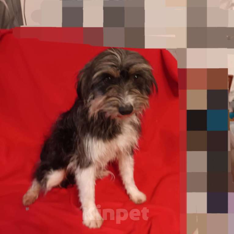 Собаки в Санкт-Петербурге: Собака в добрые руки  Девочка, Бесплатно - фото 1