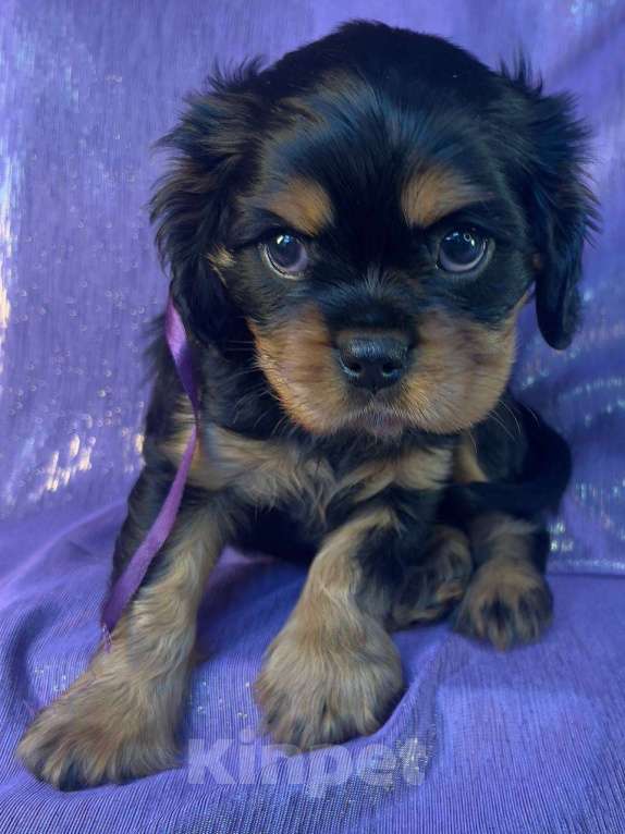 Собаки в Иваново: Шикарная девочка Девочка, Бесплатно - фото 2