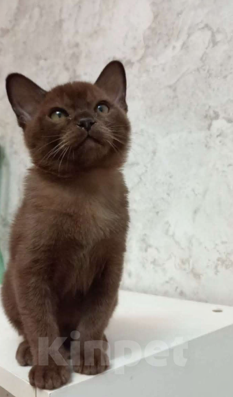 Кошки в Москве: Соболиный котик Мальчик, Бесплатно - фото 3