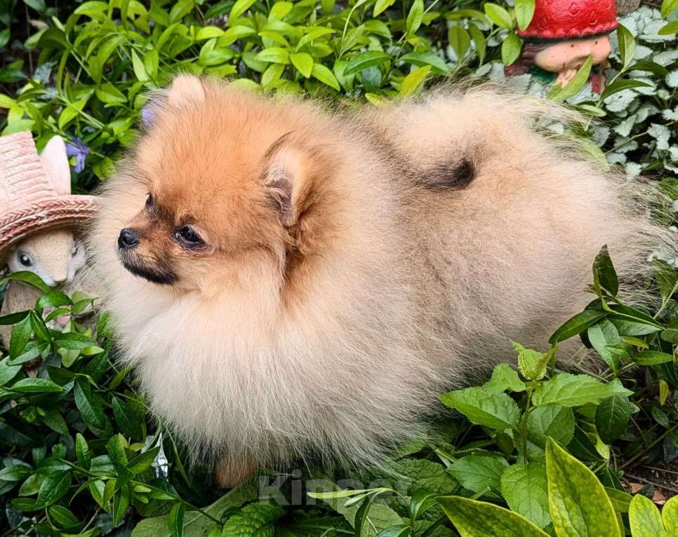 Собаки в Симферополе: Померанский шпиц Мальчик, 40 000 руб. - фото 2