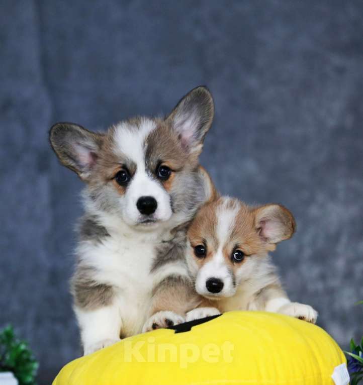 Собаки в Санкт-Петербурге: Племенной щенок из питомника Девочка, 60 000 руб. - фото 5