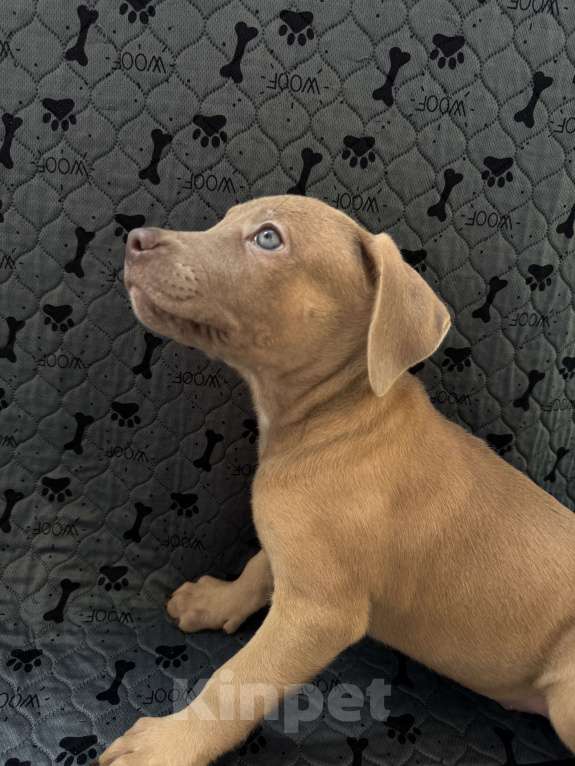 Собаки в Ростове-на-Дону: Питбуль  Мальчик, 20 000 руб. - фото 2