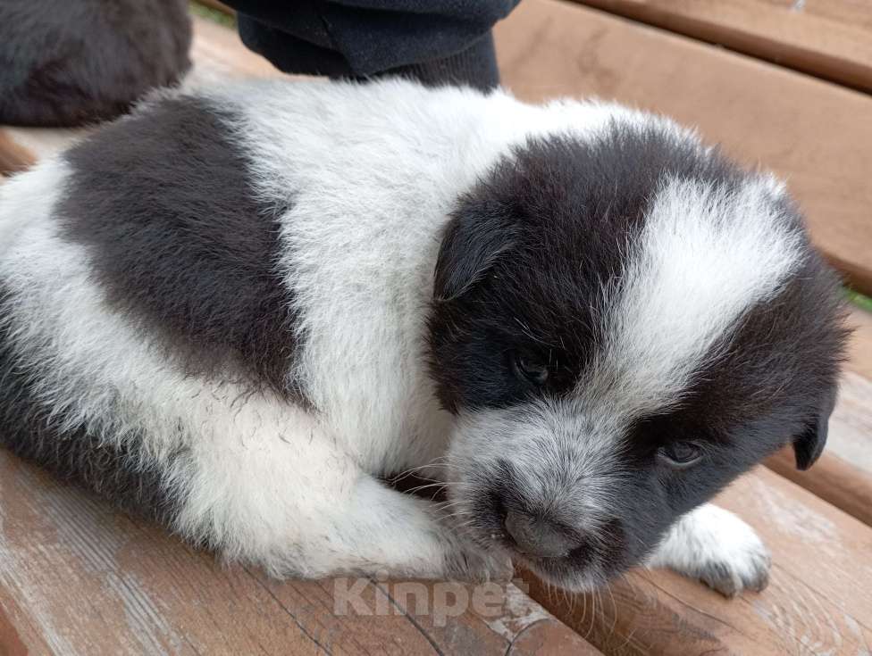 Собаки в Советской Гавани: Щенок. Пожалуйста помогите найти ему новый дом Девочка, Бесплатно - фото 2