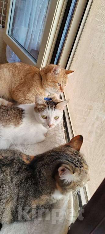 Кошки в Москве: Очаровательная кошечка Ася ищет свой дом (Москва и Мо) Девочка, Бесплатно - фото 8