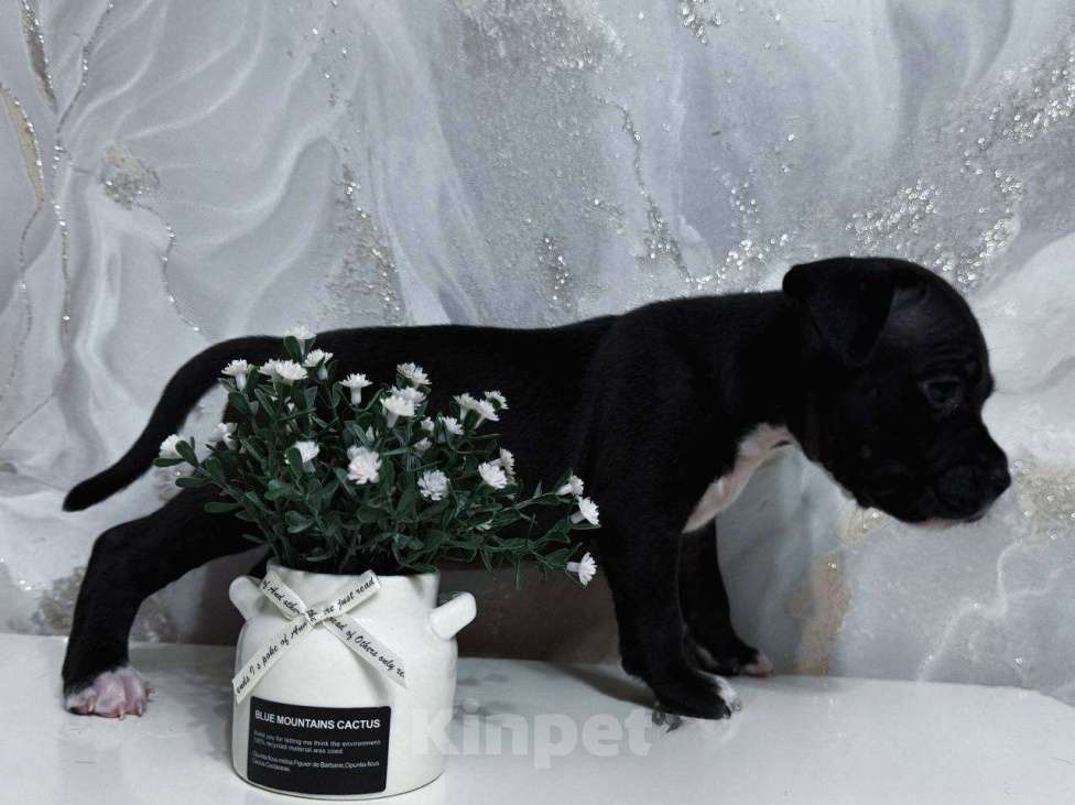 Собаки в Самаре: Стаффордширский терьер Мальчик, 25 000 руб. - фото 3