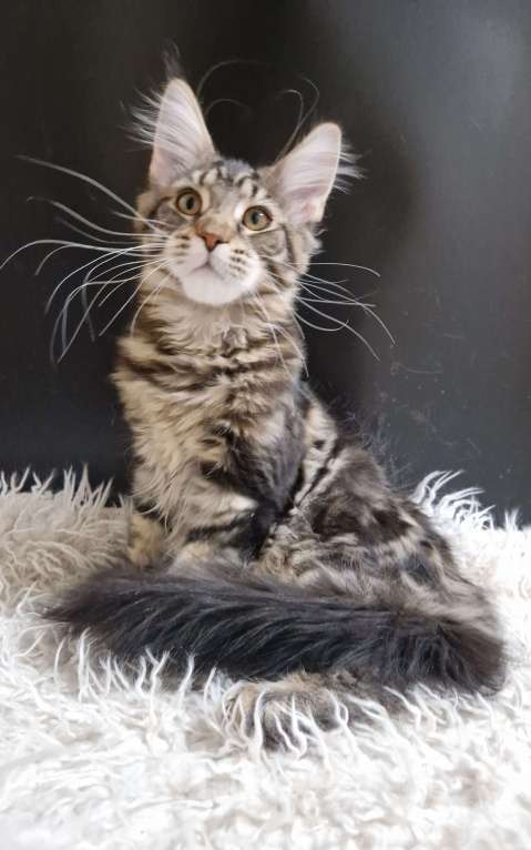 Кошки в Ижевске: Котята мейн-кун Мальчик, 50 000 руб. - фото 6