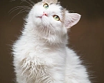 Кошки в Москве: Котик Милош Клыкович  Мальчик, Бесплатно - фото 8