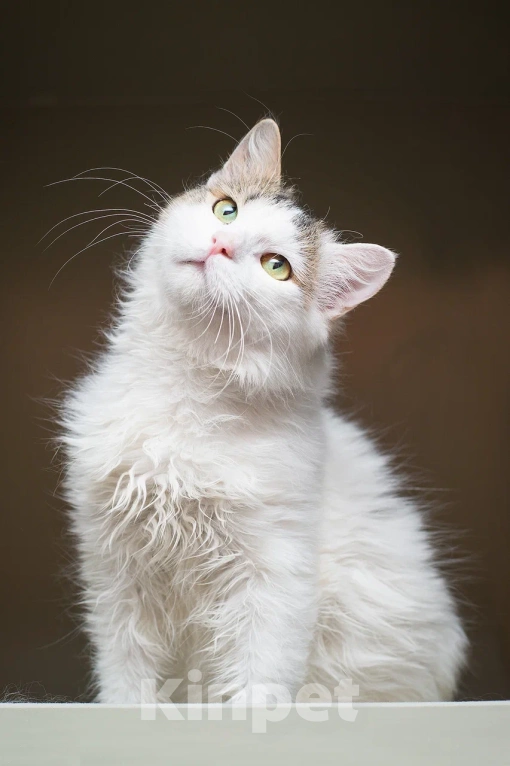 Кошки в Москве: Котик Милош Клыкович  Мальчик, Бесплатно - фото 8