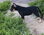 Собаки в Домодедово: Американский булли щенок девочка  Девочка, Бесплатно - фото 3
