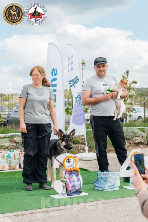 Собаки в других городах Крыма: Породистые щенки от чемпиона России Девочка, 45 000 руб. - фото 4