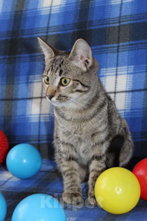 Кошки в Балашихе: котенок мега ласкушка Девочка, Бесплатно - фото 2