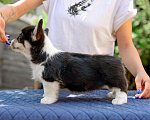 Собаки в Армавире: Мальчишка редкого черноголового окраса Мальчик, 100 000 руб. - фото 5