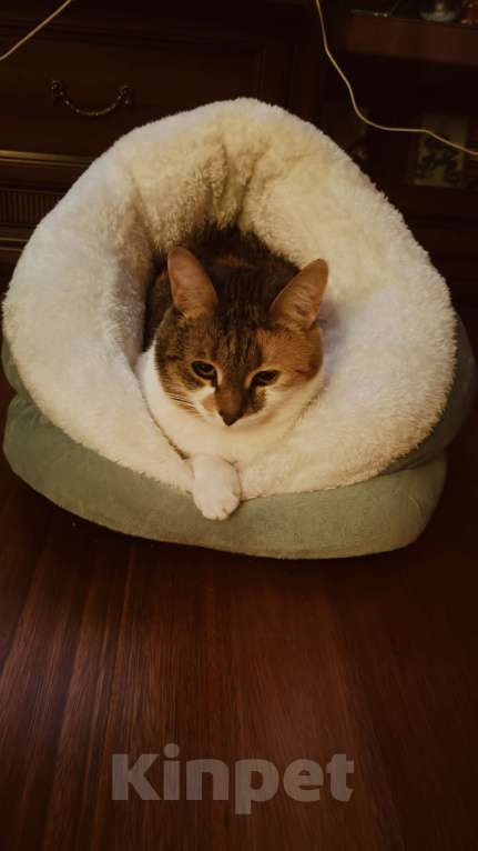 Кошки в Санкт-Петербурге: Умная чистюля Олимпия Девочка, Бесплатно - фото 4