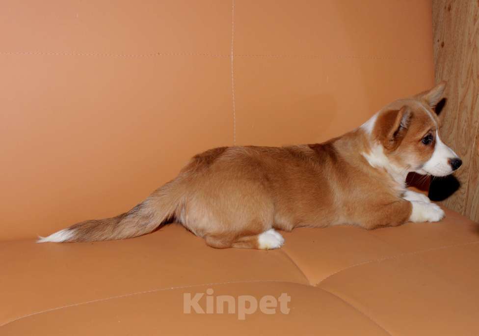 Собаки в Москве: Корги щенки рыжие девочки Девочка, 25 000 руб. - фото 9