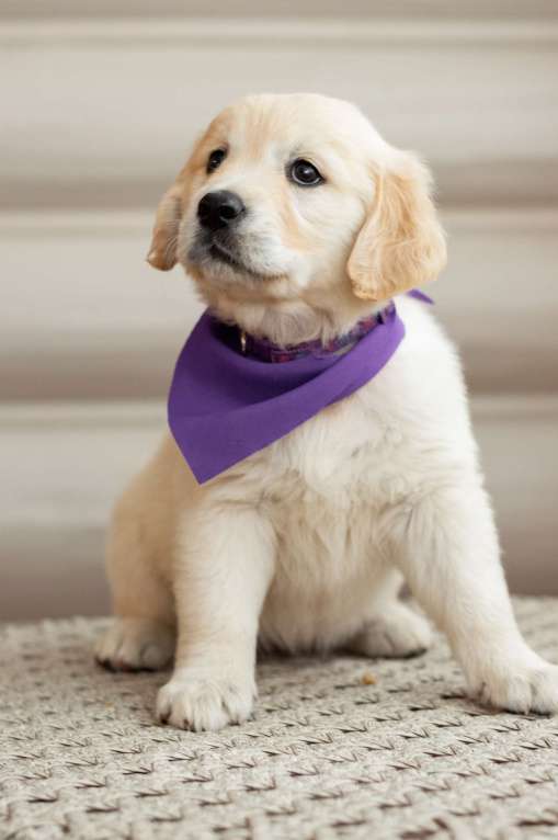 Собаки в Магнитогорске: Щенки золотистого ретривера Мальчик, 50 000 руб. - фото 5