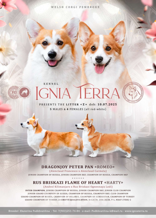 Собаки в Истре: Девочка Вельш Корги Пемброк Девочка, Бесплатно - фото 5