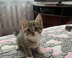 Кошки в Острогожске: Буся  Мальчик, 1 руб. - фото 1