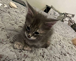 Кошки в Москве: Котята Мейн-Кун Девочка, 40 000 руб. - фото 5