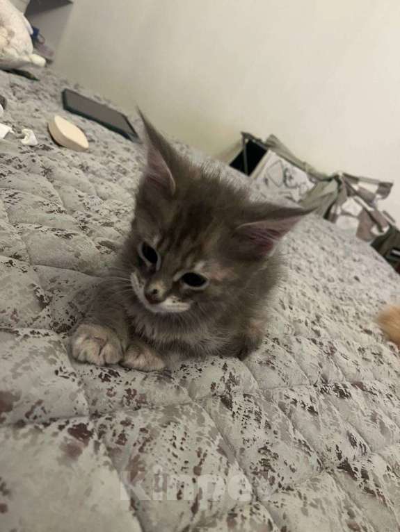 Кошки в Москве: Котята Мейн-Кун Девочка, 40 000 руб. - фото 5