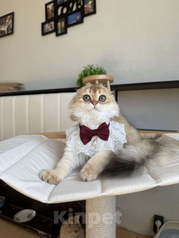 Кошки в Москве: Длинношерстная золотая вислоухая шиншилла Девочка, 40 000 руб. - фото 2