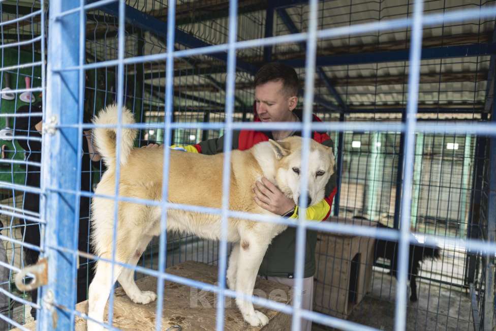 Собаки в других городах Краснодарского края: Метис Пхунсан по версии Яндекс в дар возможна доставка Мальчик, Бесплатно - фото 10