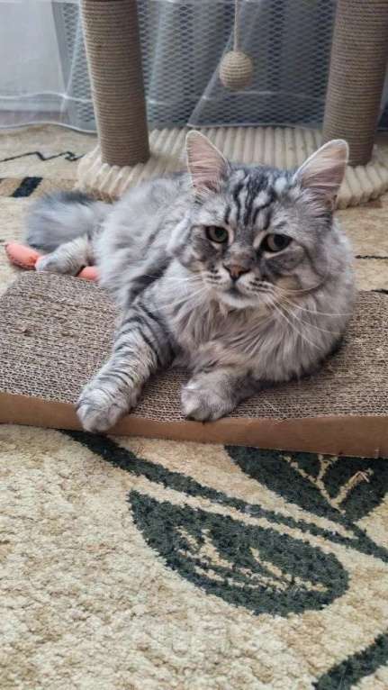 Кошки в Москве: Кот Корсик в добрые руки Мальчик, Бесплатно - фото 3