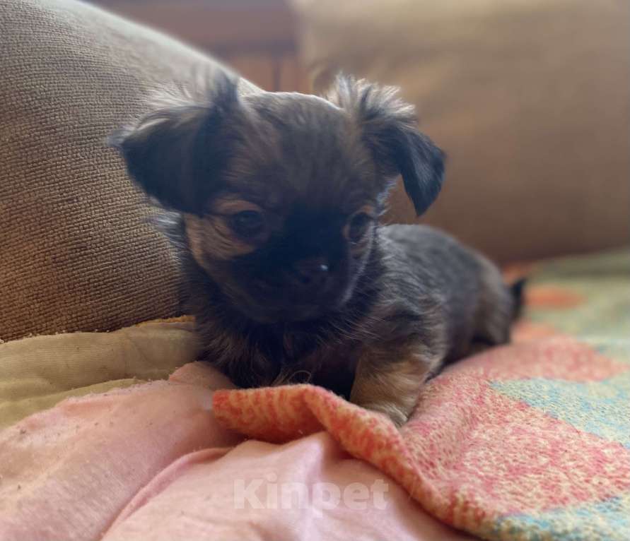 Собаки в Санкт-Петербурге: Великолепный мальчик чишка Мальчик, 25 000 руб. - фото 5