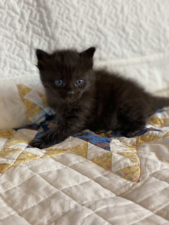 Кошки в Истре: Котята  Девочка, Бесплатно - фото 9