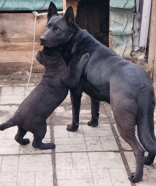 Собаки в Омске: Немецкая овчарка щенки Разнополые, 10 000 руб. - фото 5