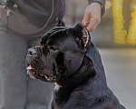 Собаки в Краснодаре: Кане-корсо вязка Мальчик, 25 000 руб. - фото 4