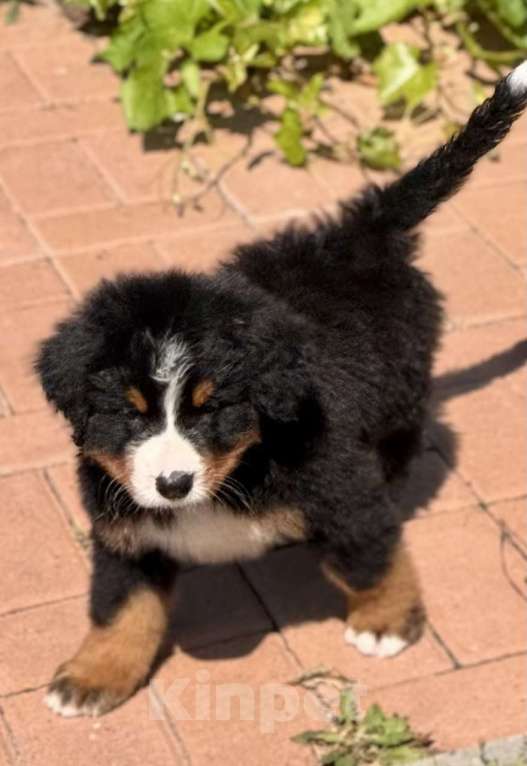 Собаки в других городах Воронежской области: Щенки БЕРНА Мальчик, 79 000 руб. - фото 3