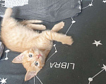Кошки в Красноярске: Ласковый персиковый толстячек Мальчик, 1 руб. - фото 1