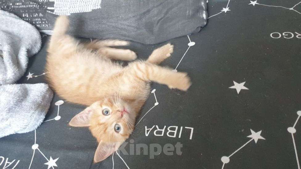 Кошки в Красноярске: Ласковый персиковый толстячек Мальчик, 1 руб. - фото 1