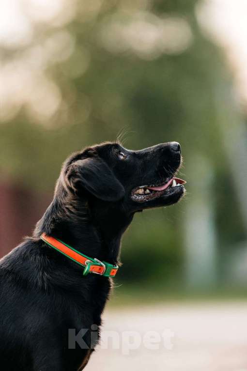 Собаки в Москве: Микролабрадор в добрые руки Девочка, Бесплатно - фото 2