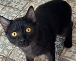 Кошки в Королеве: котенок Шмель ищет дои Девочка, Бесплатно - фото 1